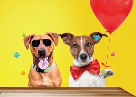 低成本宠物项目，单天利润三五百